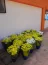 Empresrio entrega 20 vasos de flor para profissionais da sade do HUB. Foto 3